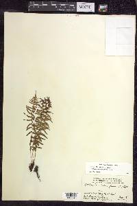 Athyrium filix-femina subsp. angustum image