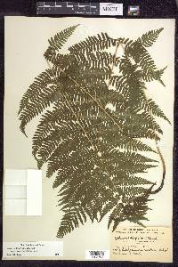 Athyrium filix-femina subsp. angustum image