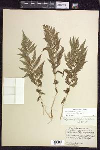 Athyrium filix-femina subsp. angustum image
