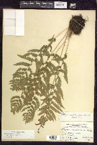 Athyrium filix-femina subsp. angustum image