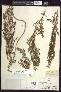 Athyrium filix-femina subsp. angustum image