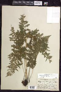 Athyrium filix-femina subsp. angustum image