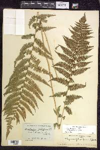 Athyrium filix-femina subsp. angustum image