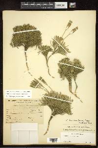 Diphasiastrum tristachyum image