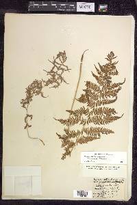 Athyrium filix-femina subsp. angustum image