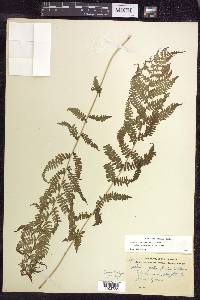 Athyrium filix-femina subsp. angustum image