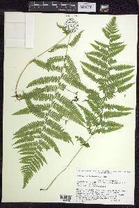 Athyrium filix-femina subsp. angustum image