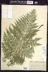 Athyrium filix-femina subsp. angustum image