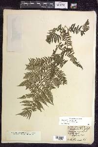 Athyrium filix-femina subsp. angustum image