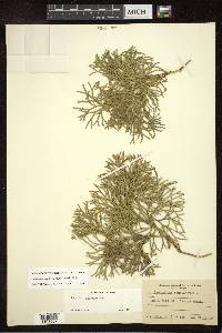 Diphasiastrum tristachyum image