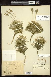 Diphasiastrum tristachyum image