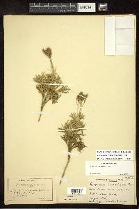 Diphasiastrum tristachyum image