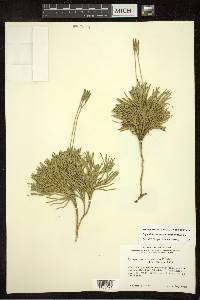 Diphasiastrum tristachyum image