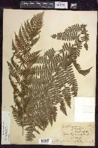 Athyrium filix-femina subsp. angustum image