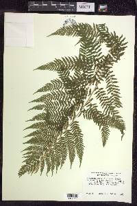 Athyrium filix-femina subsp. angustum image