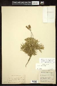 Diphasiastrum tristachyum image