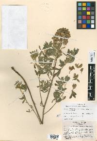 Lupinus muelleri image