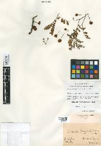 Senegalia lozanii image