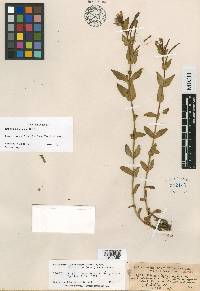 Epilobium glaberrimum image