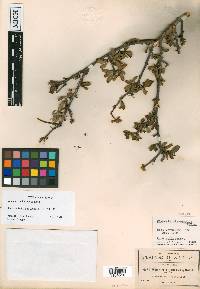 Wimmeria microphylla image