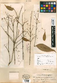 Euonymus enantiophyllus image