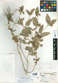 Stenandrium pedunculatum image