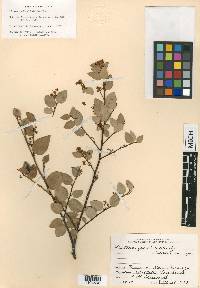 Litsea pedicellata image