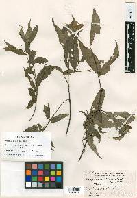 Crossopetalum standleyi image