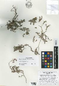 Euphorbia alatocaulis image