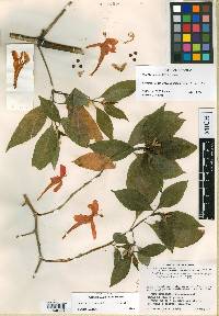 Ruellia mcvaughii image