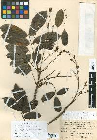 Machaerium floribundum image