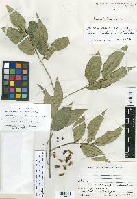 Savia sessiliflora image