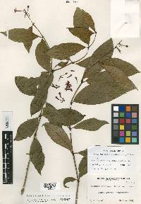 Fuchsia jimenezii image