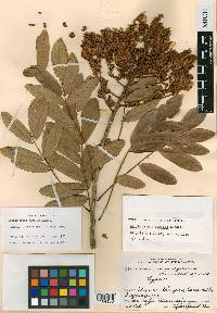 Lonchocarpus apricus image