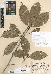 Pouteria reticulata image