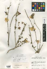 Hibiscus jaliscensis image
