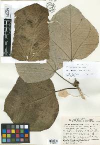 Jatropha chamelensis image