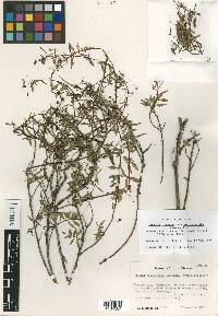 Lopezia racemosa image