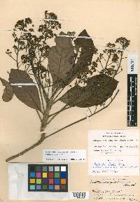 Nectandra cissiflora image