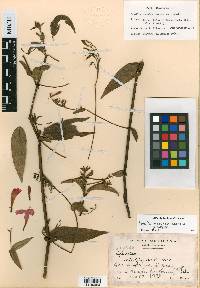 Ruellia matudae image