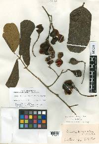 Ormosia krugii image