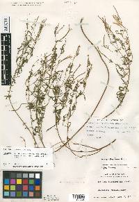 Epilobium leptophyllum image