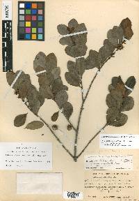 Sideroxylon americanum image