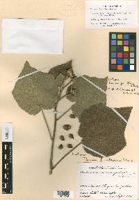 Pavonia firmiflora image