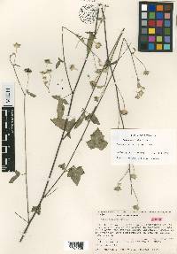 Anoda maculata image