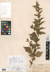 Malvastrum bicuspidatum subsp. bicuspidatum image