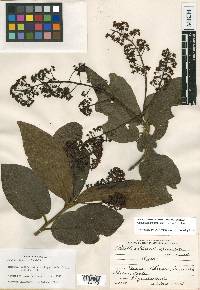 Ocotea macrophylla image