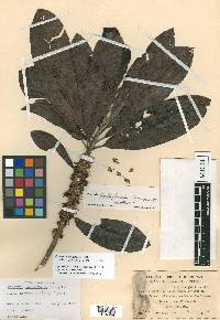 Pouteria gallifructa image