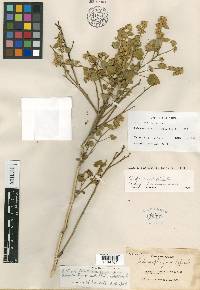 Sida cordifolia image