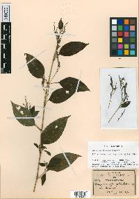 Beloperone fragilis image